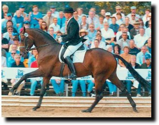 Samba Hit at the 2001 Bundeschampionate