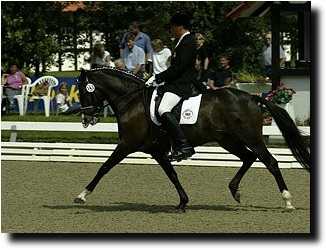 2002 British Pony Rider 