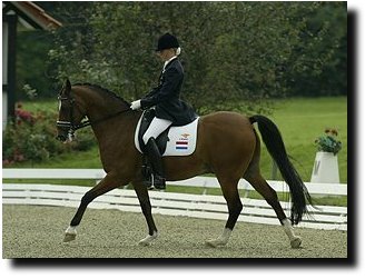 Hogewalds Sultan - one of the most successful FEI Dressage ponies ever, having competed at FEI level for 11 years!