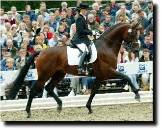 Lord Loxley at the 2003 Bundeschampionate