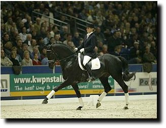 KWPN licensed stallion "Polansky"