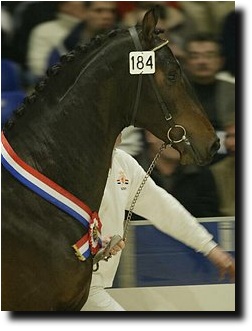 Tornado, KWPN Licensing Champion in 2003