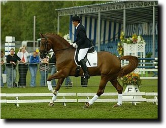 Scandic ridden at the 2003 Pavo Cup finals by guest judgre rider Ellen Bontje