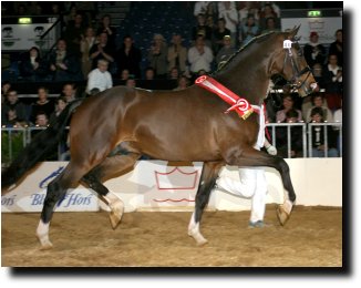 Leredo, Dressage Colt Champion