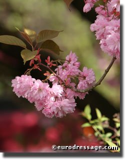 Beautiful weather outside and crabapple trees in full blossom