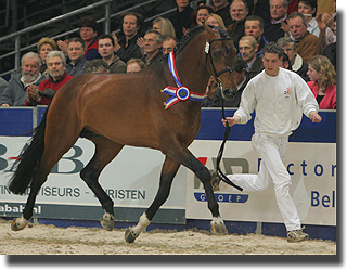 Verdi, Champion Stallion