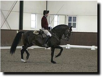 Iberian horse