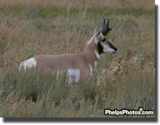 antelope