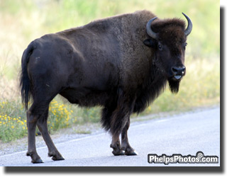 Buffalo