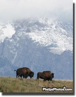 Buffalo with the Tetons in the back