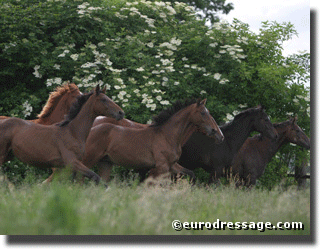Herd Picture at Kotschofsky's