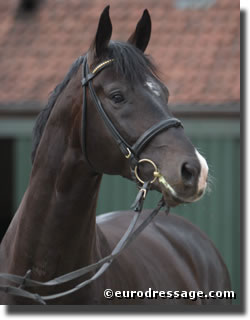 Stedinger head shot