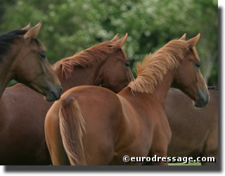 yearling