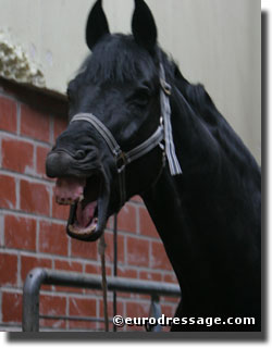 Sandro Hit getting excited for a new breeding season