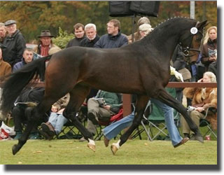 premium stallion by Lauries Crusador xx x World Cup I, purchased by Xavier Marie