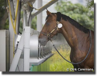 Horse cooling down