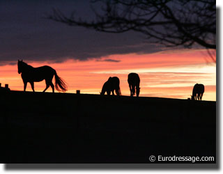 Horses in the sunset at Eurodressage headquarters in Belgium