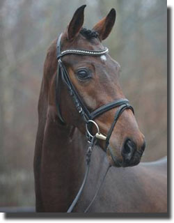 Several of the Danish bred colts have previously been in the limelight as foals. The colt, Jakas Don Lux by Blue Hors Don Romantic DVH 801, was sold at the Elite Foal Auction, Vilhelmsborg in 2006 and has now been selected for the stallion licensing. The breeders are Karina and Jan Kofoed-Nielsen, Munke Bjergby