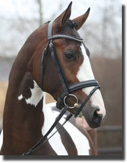 For the first time ever the Danish Warmblood Colt Collection includes a coloured colt at the licensing in Herning, Denmark. The tobiano colt, Hedens Le Mioche by elite sire Michellino DVE 542, has qualified on equal terms with the other colts and was selected because of his great character and elastic gaits. This colt is bred by Anne Marie and Kjeld Larsen, Aabybro.