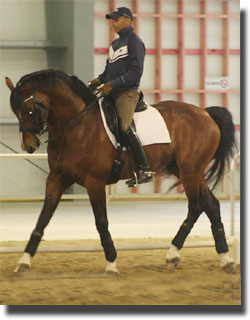 Steffen peters on VDL Prestige