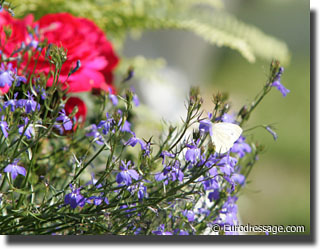 flowers with butterfly