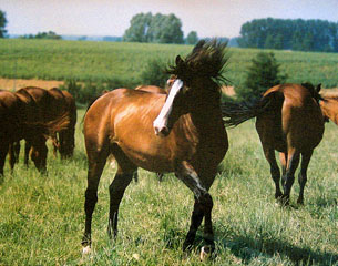 Gauguin in the herd