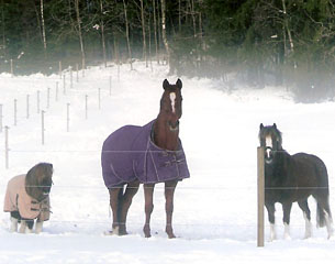 Walk on Top with his pony companions