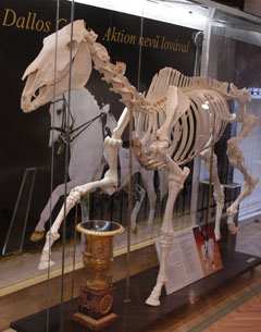 Aktion skeleton