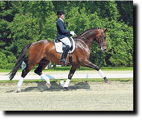 Lindgren ridden by P.S.I. rider Miriam Henschke