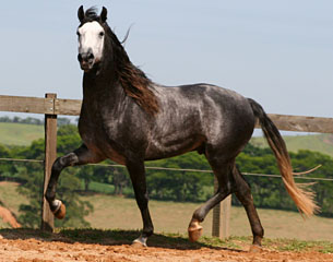 Lusitano