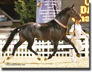 Starlight, Grand Champion of the Devon Breed Show