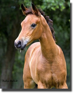 Foal by Starlight out of a Edykts Enchantres XX dam