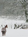 Grace in the snowy field