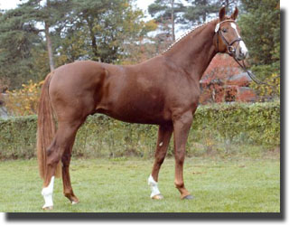 Hanoverian stallion Belafonte