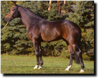 Re Primeur, conformation shot. He looks much prettier under saddle though.