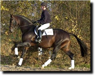 Troy at his 2003 Stallion performance Test