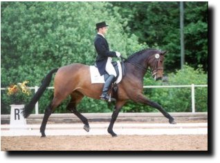 Ralf Kornprobst on one of his FEI horses