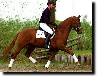 UB40 under his stallion performance test rider