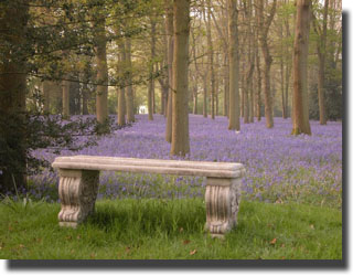 Blue Bells at Snow Hill Farm