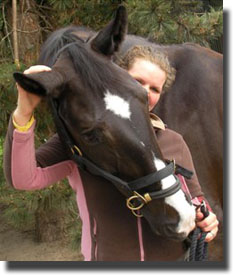 Salinero in dually halter