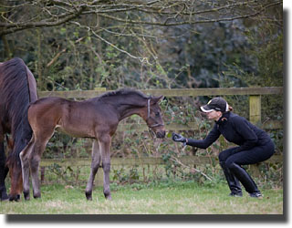 Foal by Hotline x Matcho AA