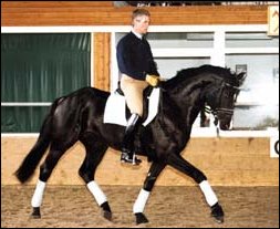 Hans Heinrich Meyer zu Strohen riding Paris - Photo by Roz Neave