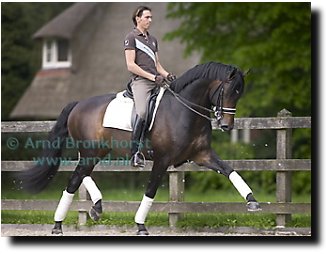 Tommie Visser on the 5-year old Turbo Magic (in double bridle)