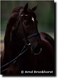 Weyden portrait by Arnd Bronkhorst