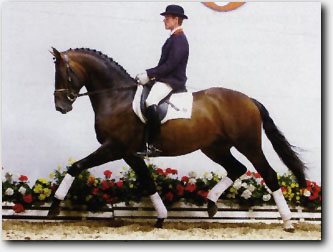 Weltissimo (Oldenburger by Welt Hit II x Barsoi xx)